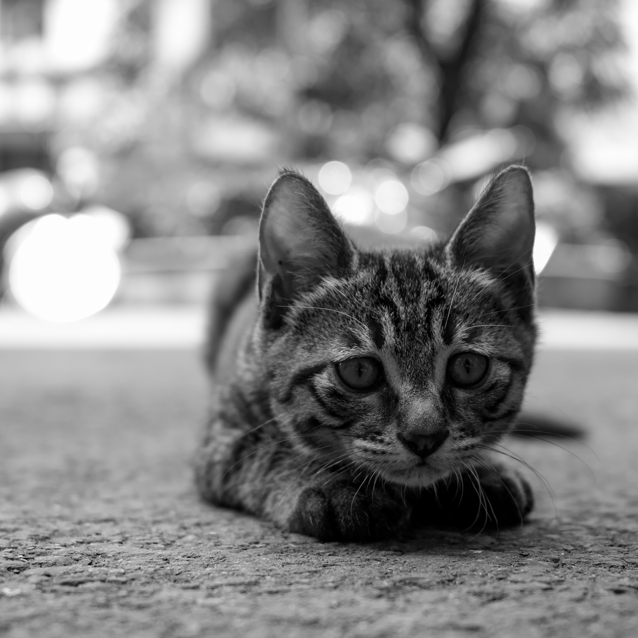 20150609-DP2M0395